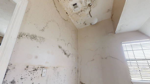 Best Black Mold Removal  in Mcalmont, AR