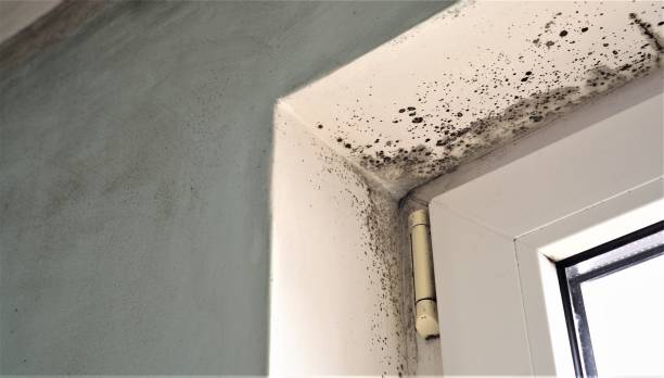 Best Air Quality Testing for Mold Spores  in Mcalmont, AR