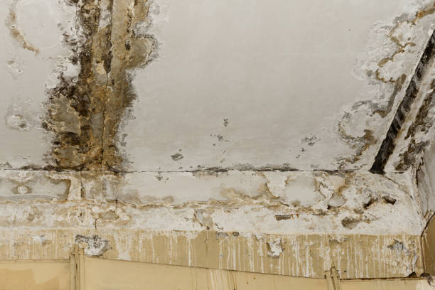 Best Residential Mold Inspection & Testing  in Mcalmont, AR