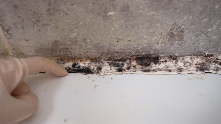 Mold Documentation for Insurance Claims